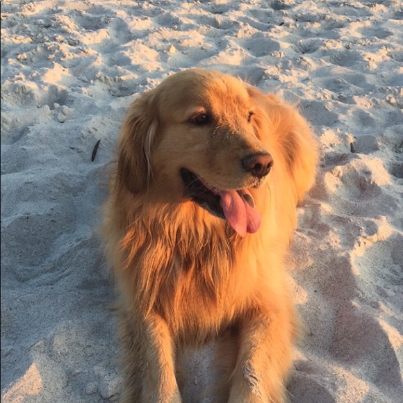 Meet your Posher, Taylor - Picture 1 of 1